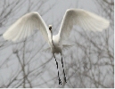 acquario_airone-bianco-volo.jpg