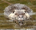 lamandria-lontra-fronte.jpg
