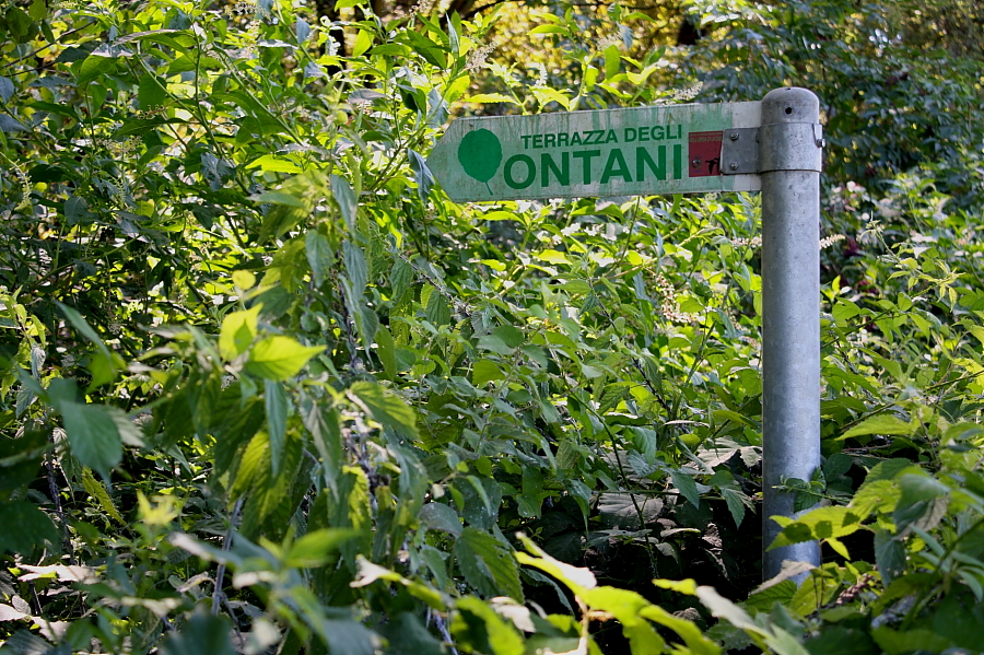 verso la terrazza degli ontani