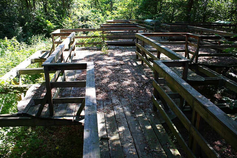 geometria del legno tra gli alberi