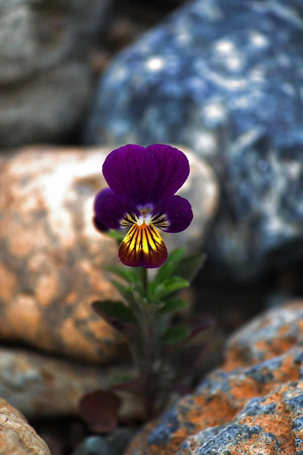 la violetta tra le rocce