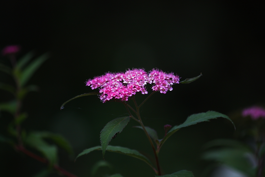 spiraea japonica