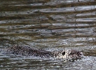 img/lamandria-lontra3.jpg