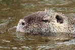 img/lamandria-lontra5.jpg