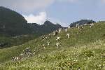 img/pascoli_tornetti_08.jpg
