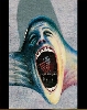 img/t_pink-floyd-the-wall.jpg