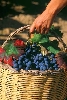 img/t_vino_-vendemmia.jpg